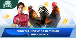 Đá Gà Thomo Tại K8CC: Tìm Hiểu Về Sảnh Đá Gà Cực Hot